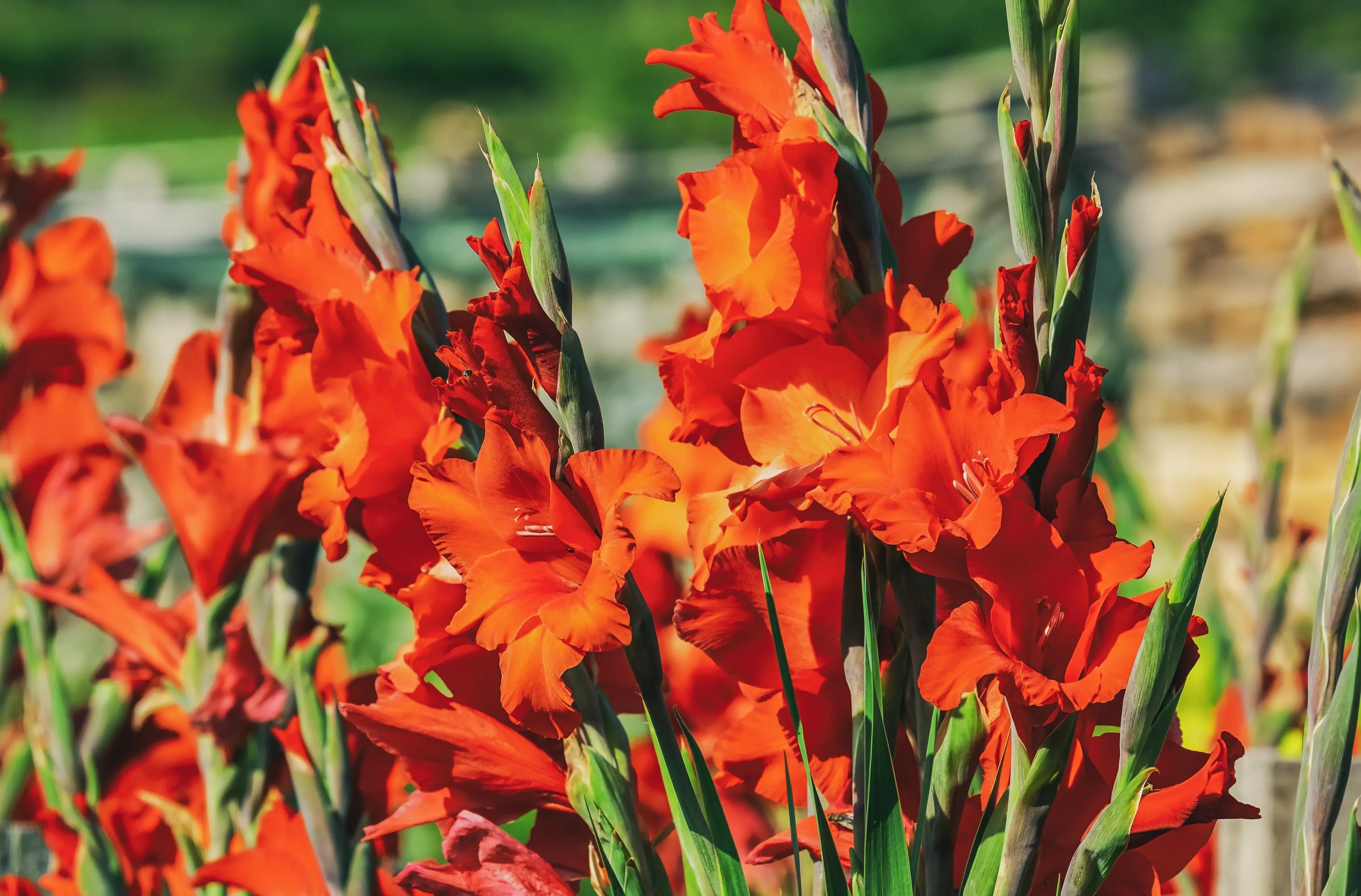 Sommerblomster